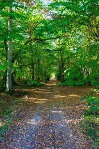 Early Autumn, explore the woodlands