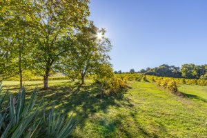 Early Autumn, the grapes have just been harvested