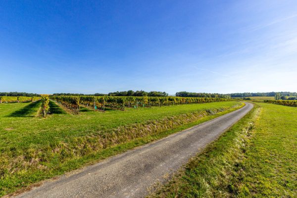 Feel free to walk through the vines. Set by a very quiet country lane in beautiful countryside