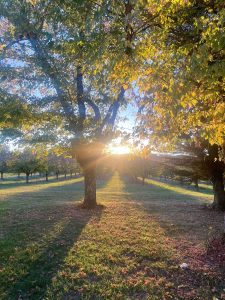 Sunset over the orchard