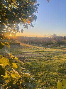 Sunset over the vineyard and orchard