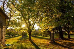 Sunset through the orchard