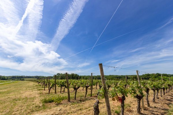 The property is set on a vineyard, the vines attract wildlife such as deer