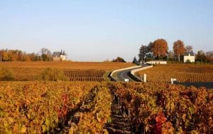 The vineyards in the autumn