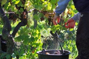 Vendanges (grape harvest)